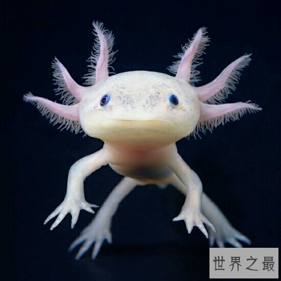 【图】世界十大濒危动物,再不看一辈子都看不到了