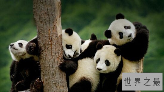 【图】世界十大濒危动物,再不看一辈子都看不到了