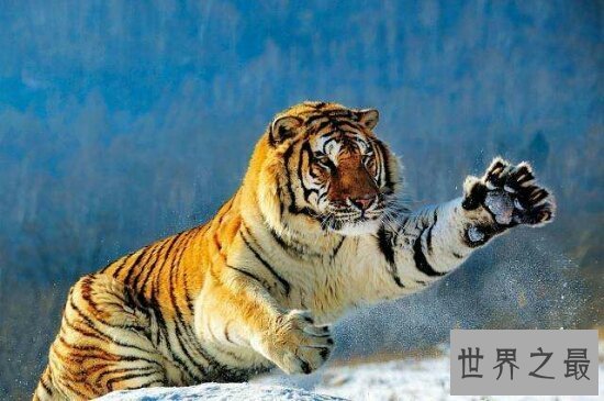 【图】世界十大濒危动物,再不看一辈子都看不到了