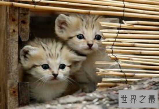 【图】世界十大濒危动物,再不看一辈子都看不到了