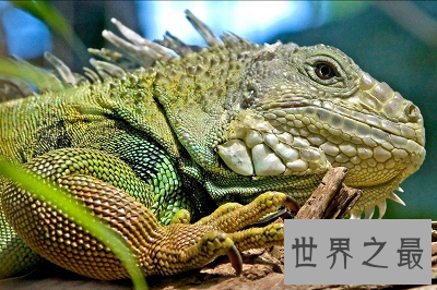 【图】寿命最长的动物 世界上竟然有长生不老之物!