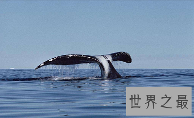 【图】寿命最长的动物 世界上竟然有长生不老之物!