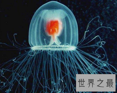 【图】寿命最长的动物 世界上竟然有长生不老之物!