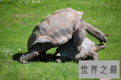 【图】寿命最长的动物 世界上竟然有长生不老之物!