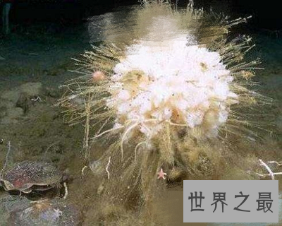 【图】寿命最长的动物 世界上竟然有长生不老之物!