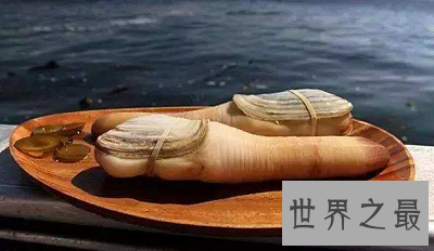 【图】寿命最长的动物 世界上竟然有长生不老之物!