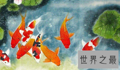 【图】寿命最长的动物 世界上竟然有长生不老之物!