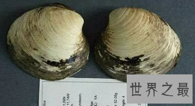 【图】寿命最长的动物 世界上竟然有长生不老之物!