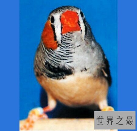 【图】雌雄同体的动物长相都很独特 出去看看吧