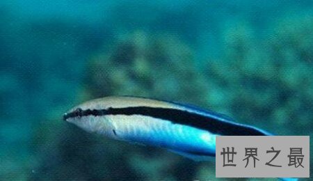 【图】雌雄同体的动物长相都很独特 出去看看吧