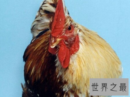 【图】雌雄同体的动物长相都很独特 出去看看吧