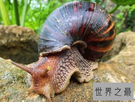 【图】雌雄同体的动物长相都很独特 出去看看吧