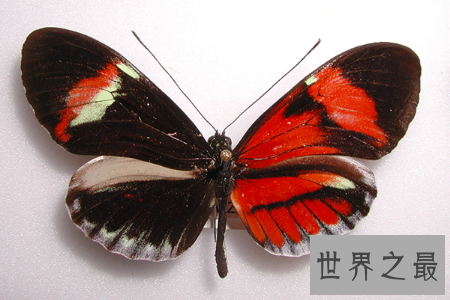 【图】雌雄同体的动物长相都很独特 出去看看吧