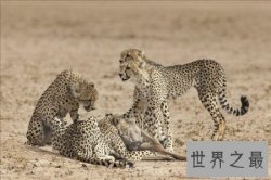 【图】猫科动物有很多 那么世界上最大的猫科动物是什