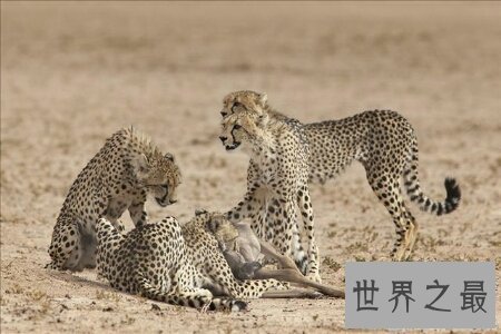 【图】猫科动物有很多 那么世界上最大的猫科动物是什