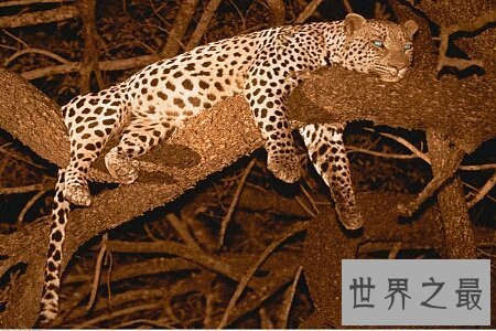 【图】猫科动物有很多 那么世界上最大的猫科动物是什