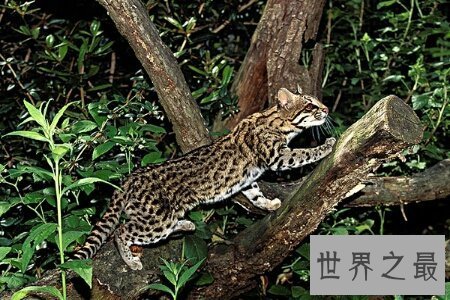 【图】猫科动物有很多 那么世界上最大的猫科动物是什