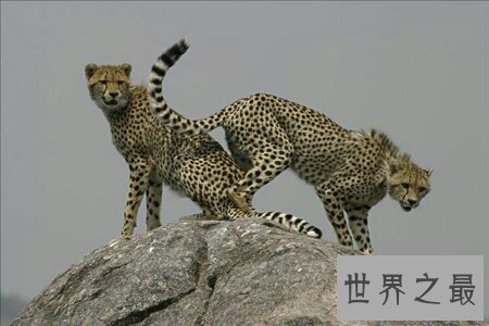 【图】猫科动物有很多 那么世界上最大的猫科动物是什