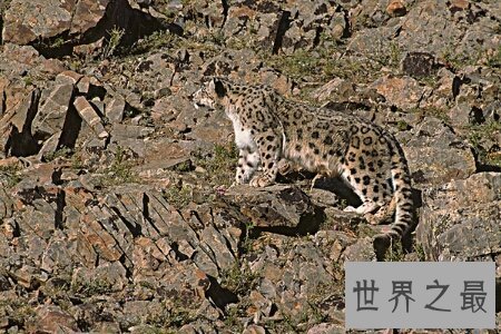 【图】猫科动物有很多 那么世界上最大的猫科动物是什