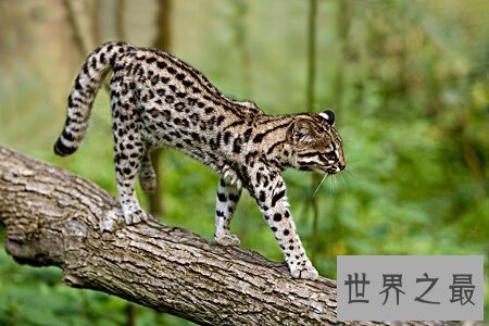 【图】猫科动物有很多 那么世界上最大的猫科动物是什