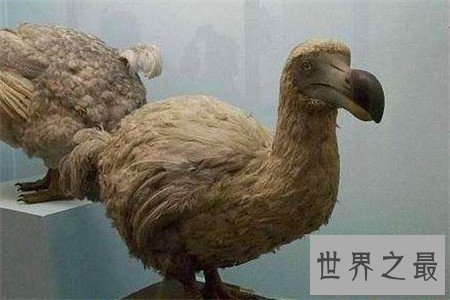 【图】灭绝动物有哪些 这些动物个个身怀绝技千奇百怪