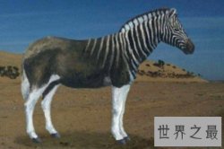 【图】灭绝动物有哪些 这些动物个个身怀绝技千奇百怪