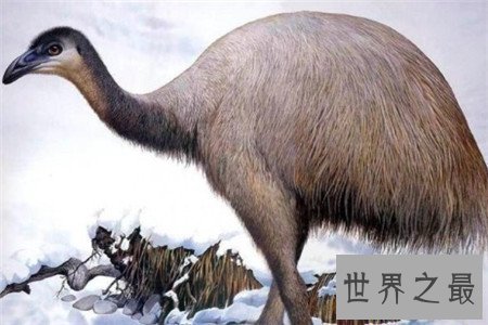 【图】灭绝动物有哪些 这些动物个个身怀绝技千奇百怪