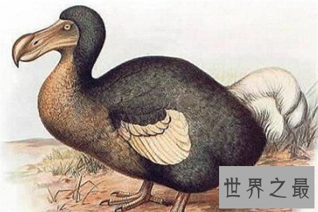 【图】灭绝动物有哪些 这些动物个个身怀绝技千奇百怪