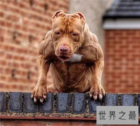 【图】世界上最厉害的狗 藏獒在它面前都是渣渣