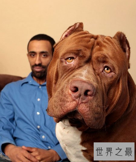 【图】世界上最厉害的狗 藏獒在它面前都是渣渣