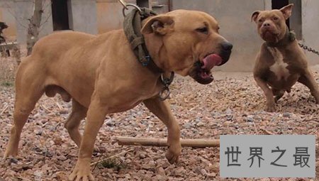 【图】世界上最厉害的狗 藏獒在它面前都是渣渣