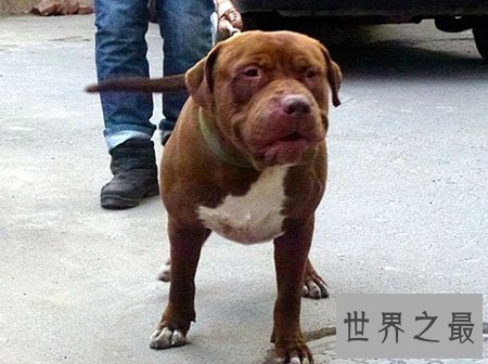 【图】世界上最厉害的狗 藏獒在它面前都是渣渣