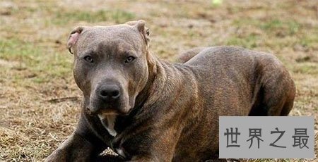 【图】世界上最厉害的狗 藏獒在它面前都是渣渣