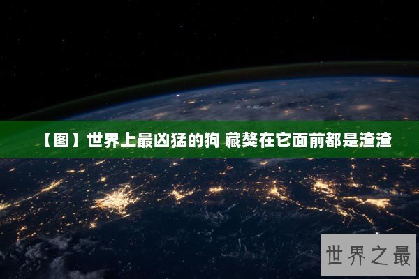【图】世界上最凶猛的狗 藏獒在它面前都是渣渣