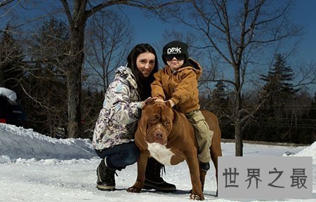 【图】世界上最厉害的狗 藏獒在它面前都是渣渣