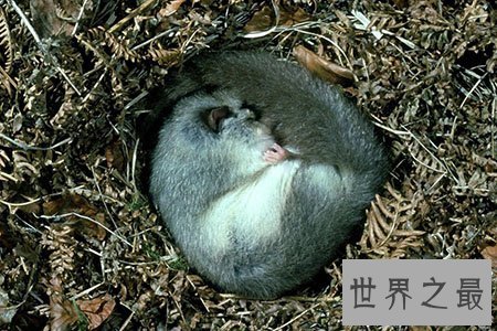 【图】世界上都有什么动物蛰伏呢 有什么规律吗