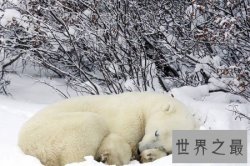 【图】世界上都有什么动物冬眠呢 有什么规律吗