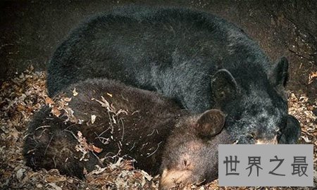 【图】世界上都有什么动物蛰伏呢 有什么规律吗