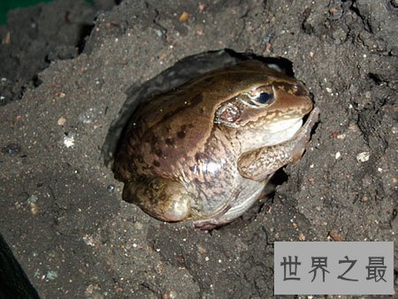 【图】世界上都有什么动物蛰伏呢 有什么规律吗