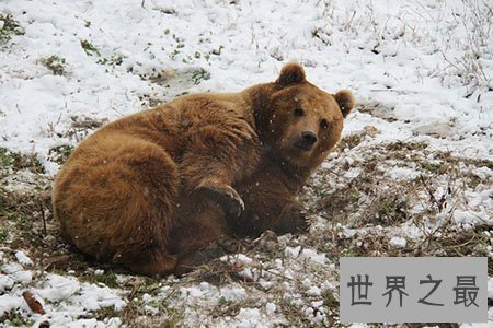 【图】世界上都有什么动物蛰伏呢 有什么规律吗