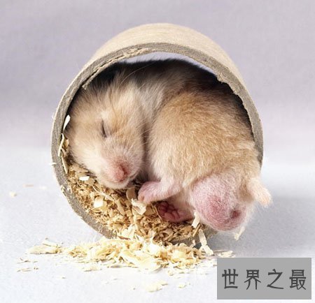 【图】世界上都有什么动物蛰伏呢 有什么规律吗