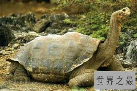 【图】世界上最大的乌龟可能对着太阳定位 这是真的吗