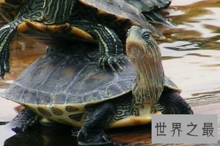 【图】世界上最大的乌龟可能对着太阳定位 这是真的吗