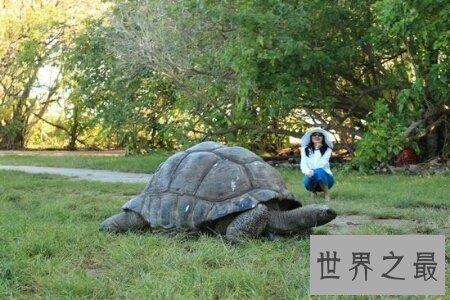 【图】世界上最大的乌龟可能对着太阳定位 这是真的吗
