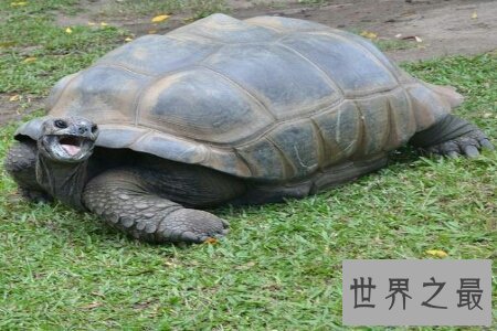 【图】世界上最大的乌龟可能对着太阳定位 这是真的吗