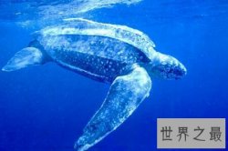 【图】世界上最大的乌龟可以对着太阳定位 这是真的吗