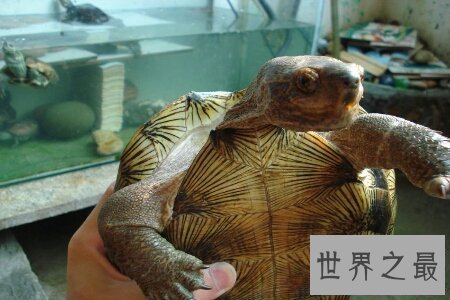 【图】世界上最大的乌龟可能对着太阳定位 这是真的吗