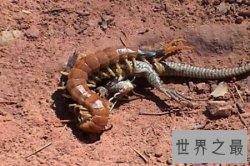 【图】世界上最大的蜈蚣有半米多长 这么长的蜈蚣你害
