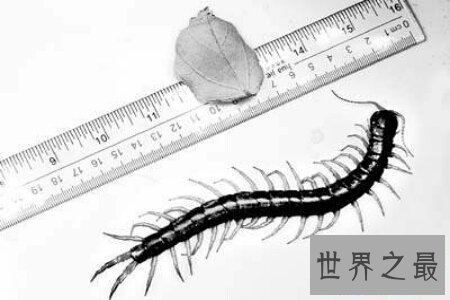 【图】世界上最大的蜈蚣有半米多长 这么长的蜈蚣你害