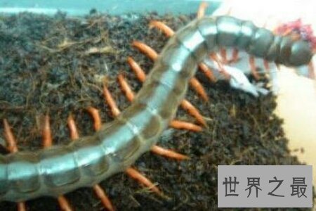 【图】世界上最大的蜈蚣有半米多长 这么长的蜈蚣你害